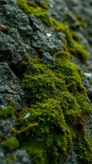 Lush green moss thrives on dark grey rocks during a cool afternoon