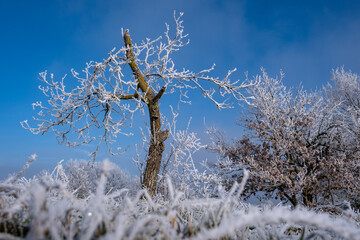 Petit arbre plein de givre