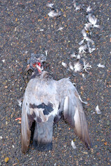 Pigeon mort