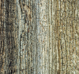 vertical texture of oak bark