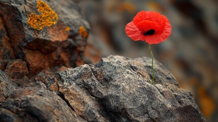 Resilient Poppy Blooming from Rocky Terrain