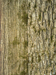 vertical texture of oak bark