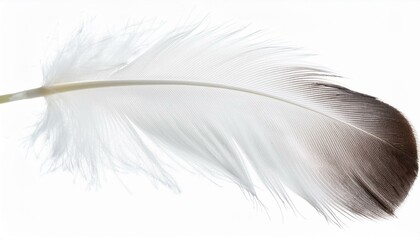 Fototapeta premium White feather on transparent background