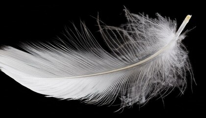 White feather on transparent background