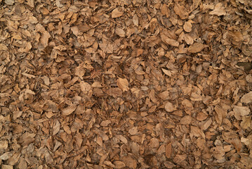 Dry autumn leaves scattered on the ground, viewed from above. Natural texture perfect for VFX, design, or backgrounds. Captured in a rural setting in Mendoza, Argentina.