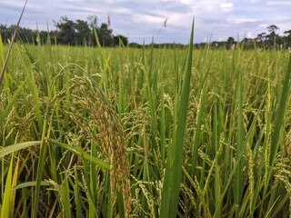 rice is starting to turn yellow