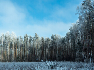 Frozen winter forest in Sunny day