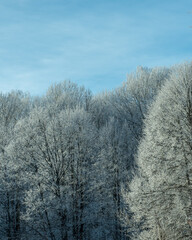 A ski trail in snowy winter forestTrees and bushes covered with