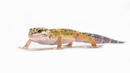 Leopard gecko with vibrant colors posing on white background