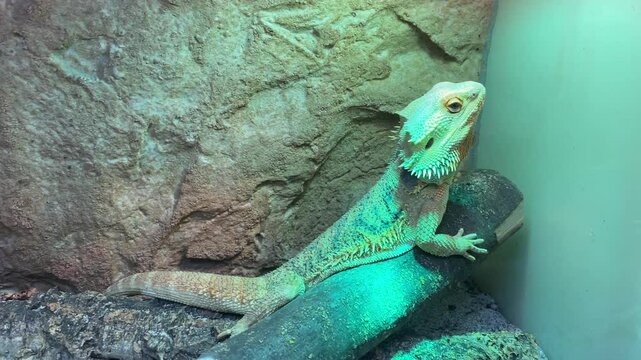 Eine m&auml;nnliche Bartagame im Terarium.