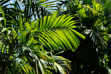 palm tree leaves