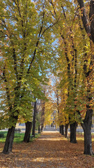 Autumn in the park