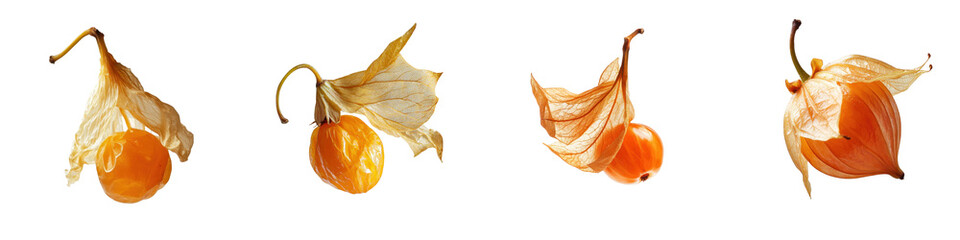 A sequence of flowering plants showcasing orange fruit nestled within delicate, cream-colored petals.