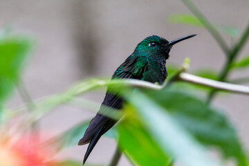 Green-crowned Brilliant (Heliodoxa jacula) hummingbird perched on a branch in Costa Rica. Bright green plumage and dark tail, surrounded by blurred foliage in a natural environment.