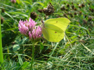 Butterfly Common brimstone, Gonepteryx rhamni on pink flower Red clover, Trifolium pratense in green meadow - close-up. Topics: beauty of nature, blooming, flowering, vegetation, flora, fauna