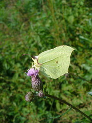 Butterfly Common brimstone, Gonepteryx rhamni on pink flower Field thistle, Cirsium arvenses in green meadow - close-up. Topics: beauty of nature, blooming, flowering, vegetation, flora, fauna, macro