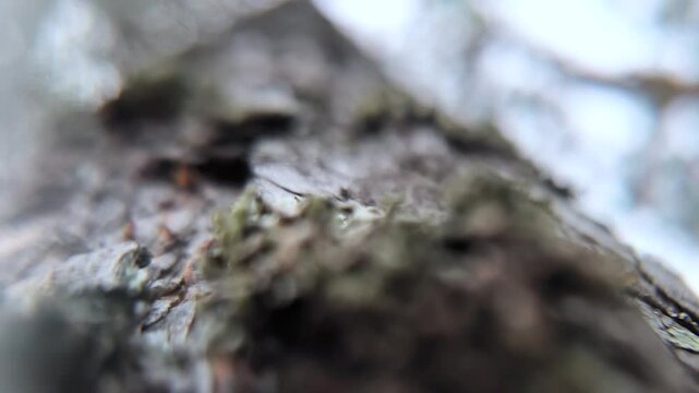 dynamic close-up of pine bark with moss, view from the eyes of a beetle in slow motion