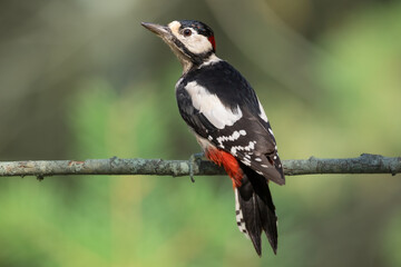 Birds - male Great spotted woodpecker - Dendrocopos major, woodpecker sitting on a tree trunk, autumn time in forest pond bird drinking water
