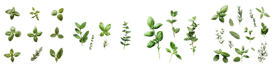 A collection of various small green plants showcasing different leaf shapes and sizes, emphasizing their vibrant colors and fresh appearance.