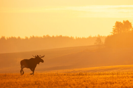 Mammals male bull Elk Moose ( Alces alces ) North part of Poland, Europe sunrise morning in autumn time