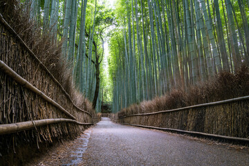 Bamboo forest of Arashiyama, Kyoto