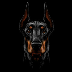 Doberman. A graphic, color portrait of a Doberman on a black background.