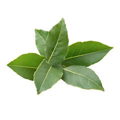 Obraz premium Fresh green bay leaves arranged beautifully, ideal for culinary use and home decor., isolated on a transparent background.