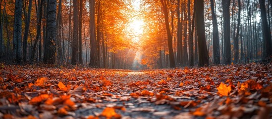 Autumn Forest Pathway
