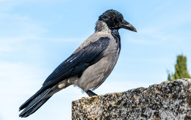 Hooded crow (Corvus cornix), a bird common to Europe and the Middle East