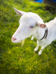 portrait of a goat on the farm