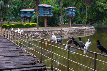 Pigeons sitting on a park bridge in Hanoi