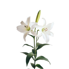 A beautiful pair of white lilies with vibrant green leaves, symbolizing purity and beauty., isolated on a transparent background.