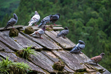 Pigeons sitting on a rooftop in the countryside of Vietnam