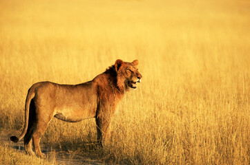 African lion Savanna is a wild family of felines