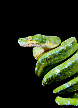 Green tree python The snake is cold-blooded and the reptile is crawling