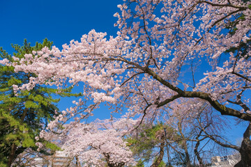 宮城県仙台市 桜が満開の榴岡公園