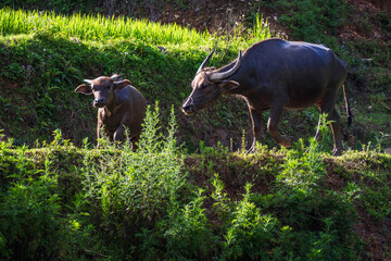 Cows in the wild in Vietnam countryside