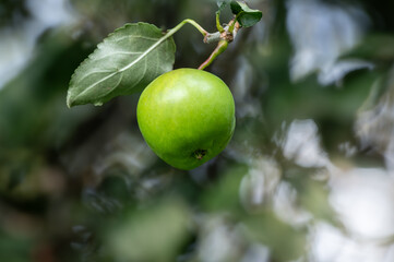 zielone jabłuszko na gałęzi drzewa w ogrodzie