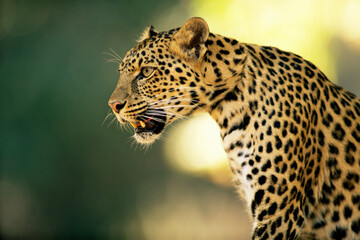 Asian leopard Tiger puma spotted feline family