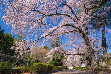 宮城県仙台市 桜が満開の榴岡公園