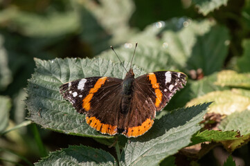 Rusałka admirał (Vanessa atalanta) na zielonym liściu