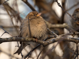 sparrow on a branch closeup