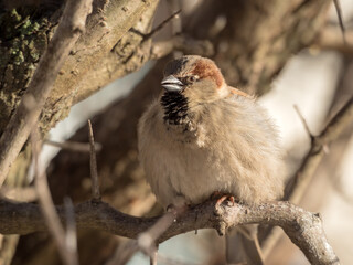 portrait of a sparrow on a branch