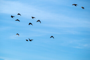 pigeons in flight against sky