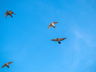 flock of pigeons against sky