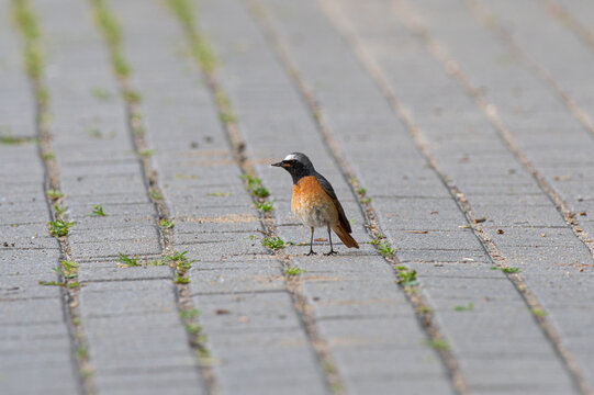 Pleszka (Phoenicurus phoenicurus) mały ptak wędrownego z rodziny muchoł&oacute;wkowatych (Muscicapidae).