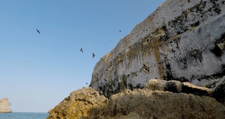 Majestic coastal cliffs dramatically rise high above the sparkling sea, where various seabirds gracefully soar over the shimmering waters, beautifully framed by a clear, endless blue sky