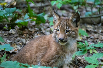 Baby Lynx