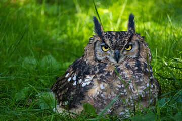 Brown Horned Owl