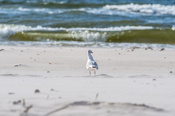 ptactwo nadmorskie na plaży w Polsce © Henryk Niestrój